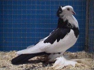 pigeon