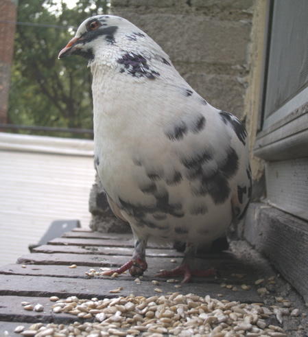 boye